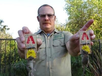 San Diego rodent trapping